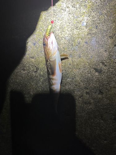 ホッケの釣果