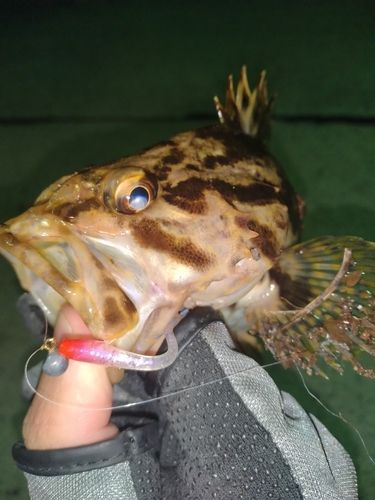 タケノコメバルの釣果