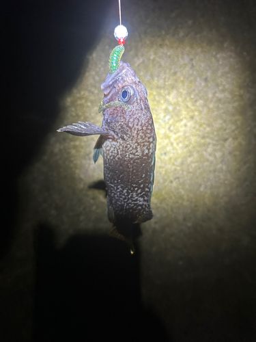 ソイの釣果