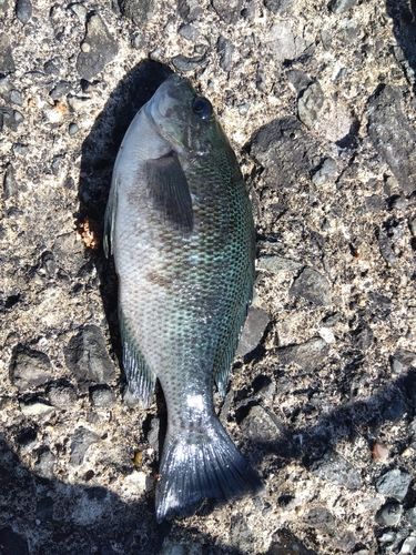 グレの釣果