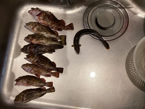 アラカブの釣果