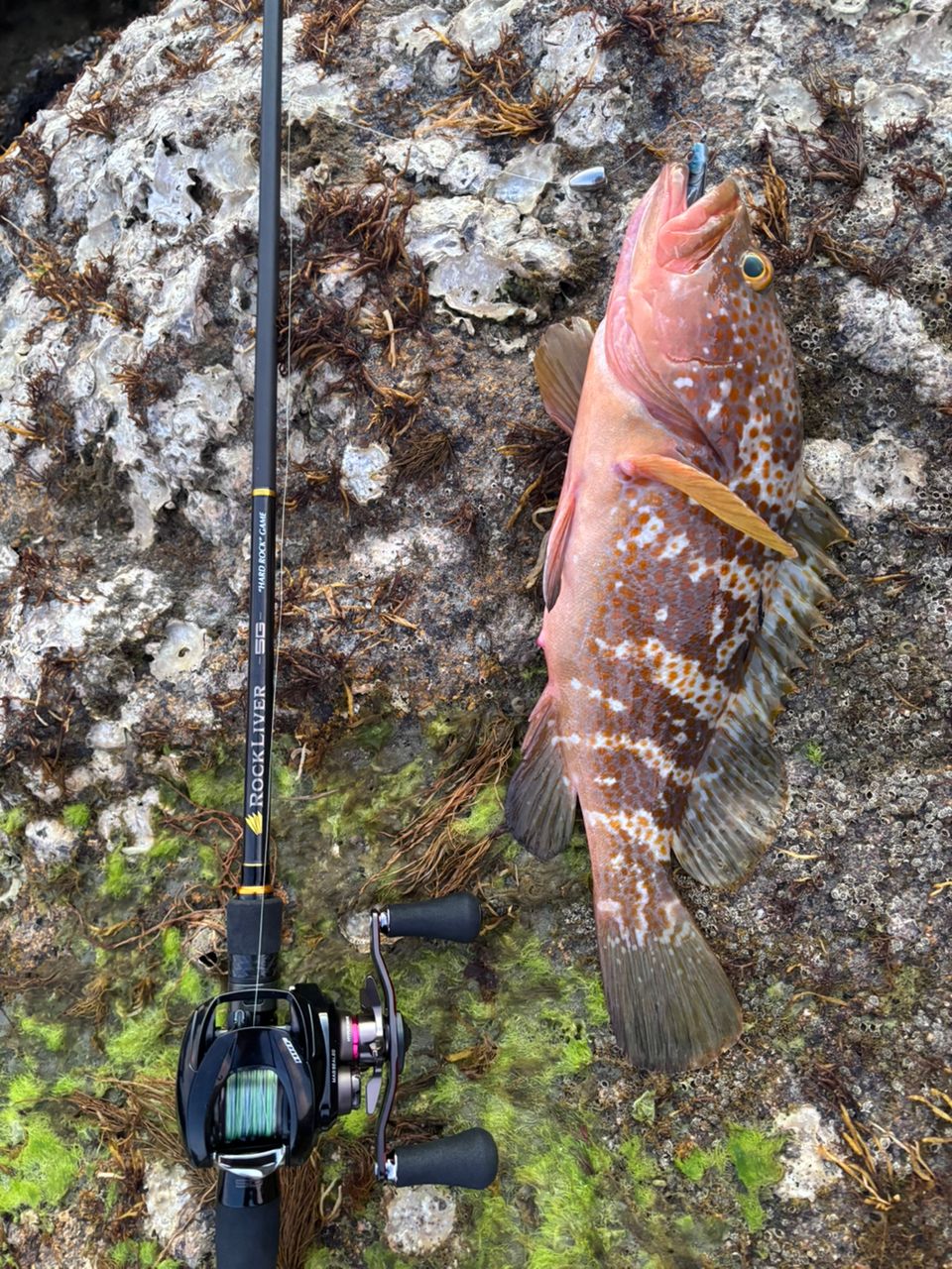 DAIWA 20HRF® PE スペシャル 8.1R-TWの最安値・インプレ・釣果 | 本音