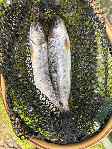 ヤマメの釣果