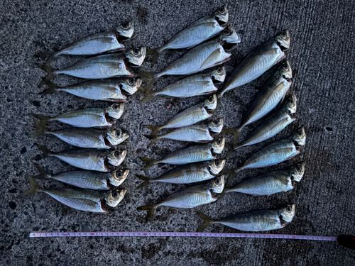 アジの釣果