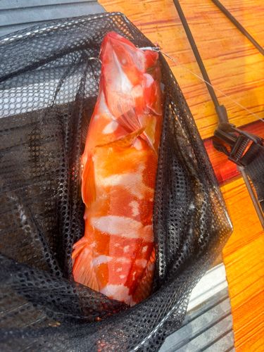 アカハタの釣果