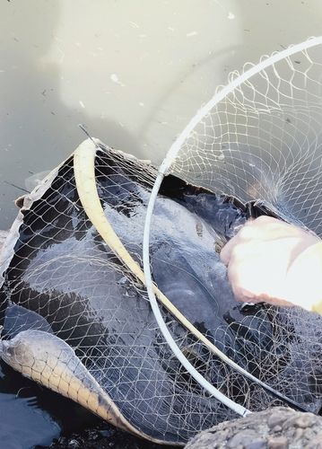 アカエイの釣果