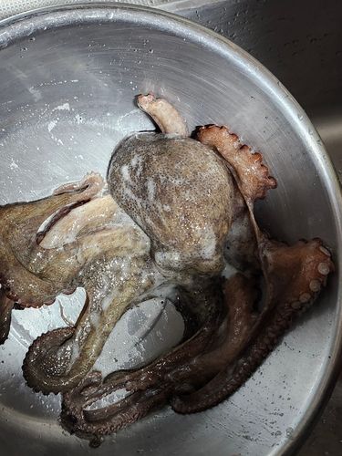 タコの釣果