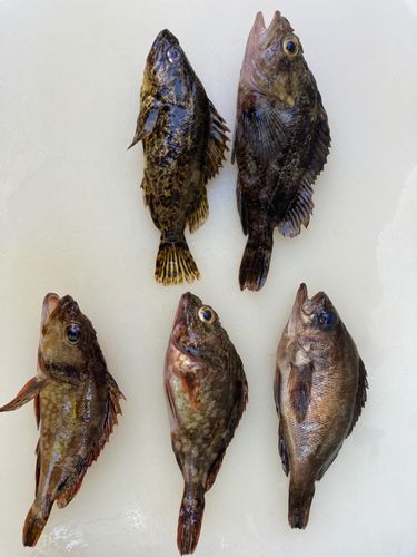 タケノコメバルの釣果