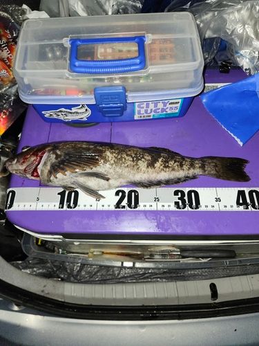 アイナメの釣果