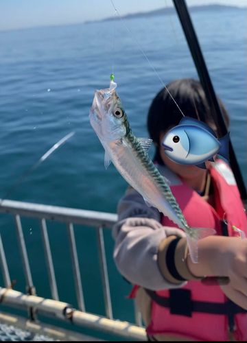 キスの釣果