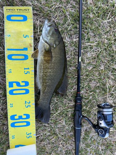 スモールマウスバスの釣果