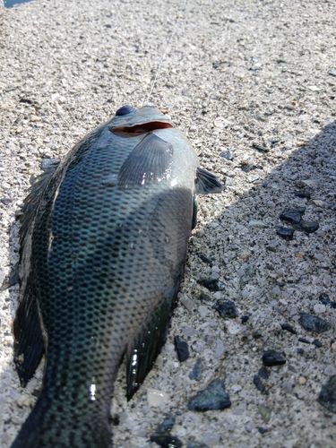 グレの釣果