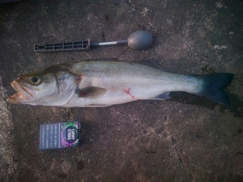 フッコ（ヒラスズキ）の釣果