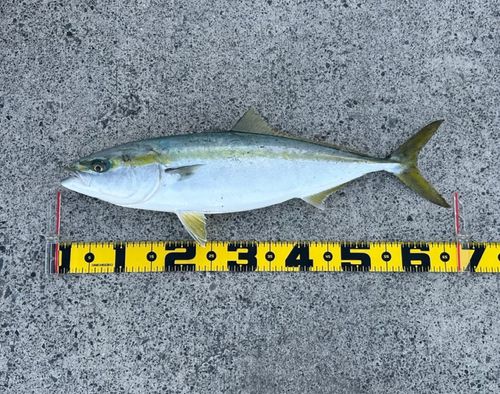 ワラサの釣果