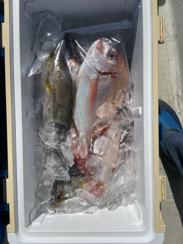 イサキの釣果