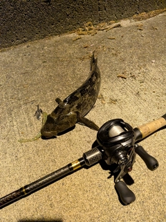 アイナメの釣果