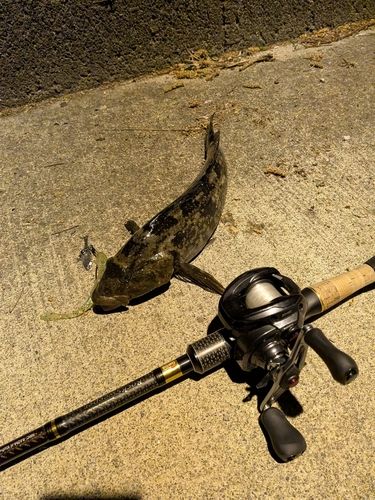 アイナメの釣果