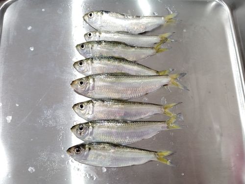 サッパの釣果