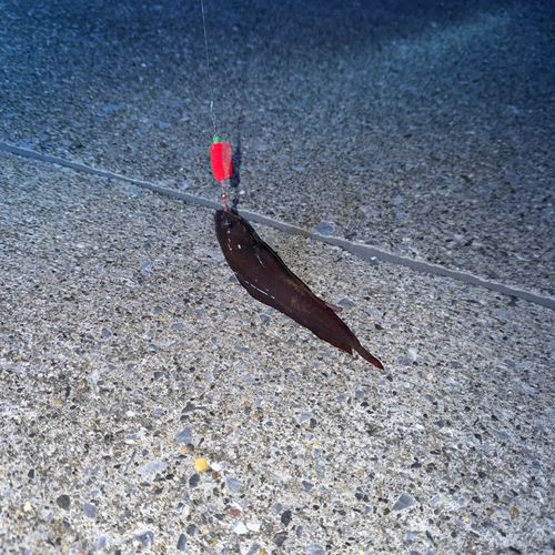 ドンコの釣果