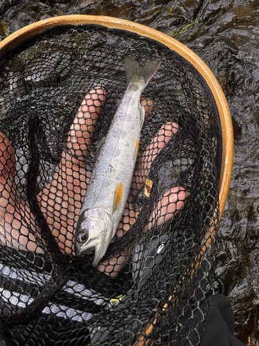 ヤマメの釣果