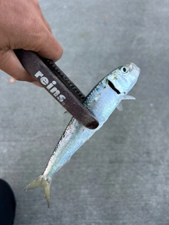 マイワシの釣果