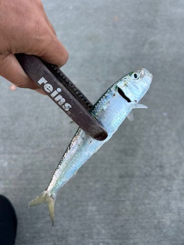 マイワシの釣果