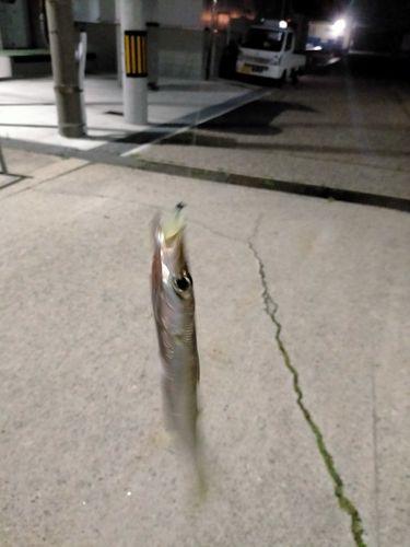 カマスの釣果