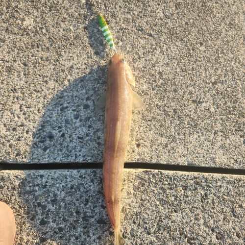 エソの釣果