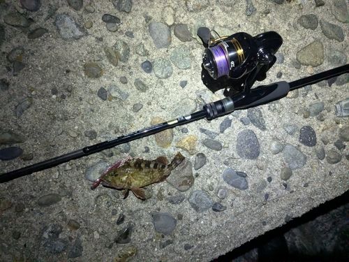 カサゴの釣果