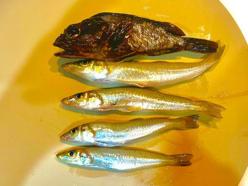 シロギスの釣果