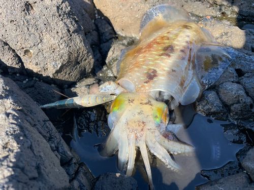 アオリイカの釣果