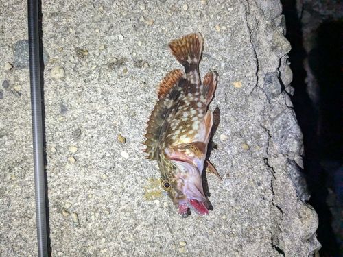 カサゴの釣果