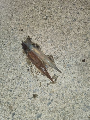 ヤリイカの釣果