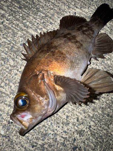 メバルの釣果