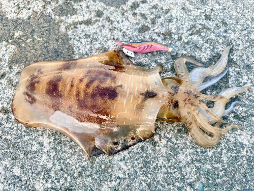 アオリイカの釣果