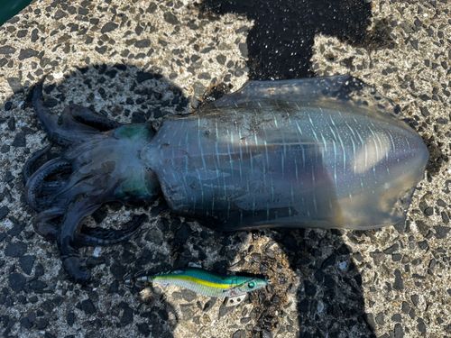 アオリイカの釣果