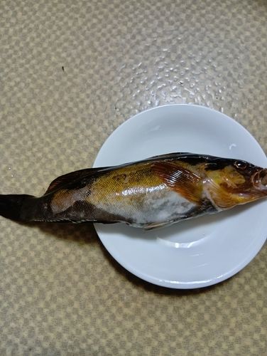 アイナメの釣果