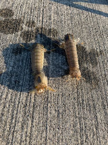 シャコの釣果