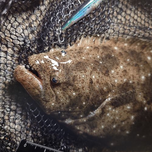 ヒラメの釣果