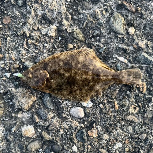 ヒラメの釣果