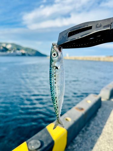 サバの釣果