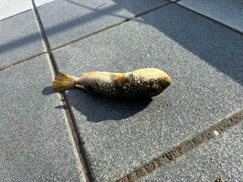 釣果