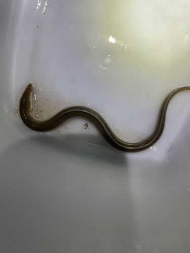ウナギの釣果