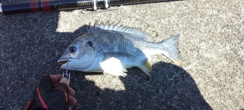 キビレの釣果