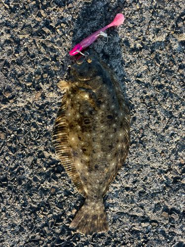 ヒラメの釣果