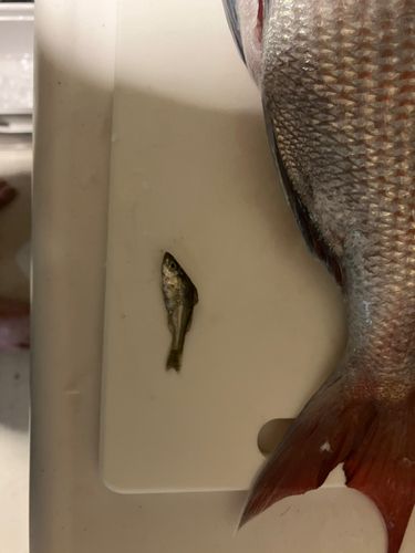 セイゴ（ヒラスズキ）の釣果