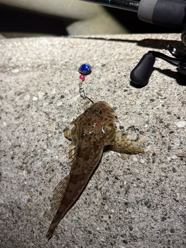 カジカの釣果