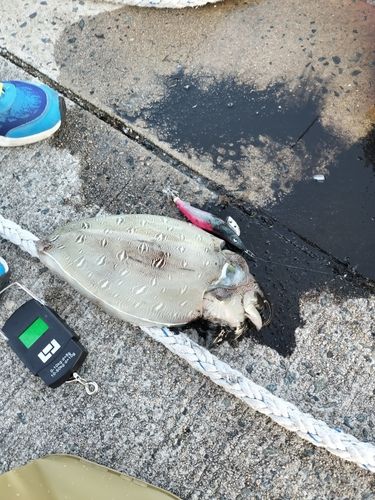 コウイカの釣果