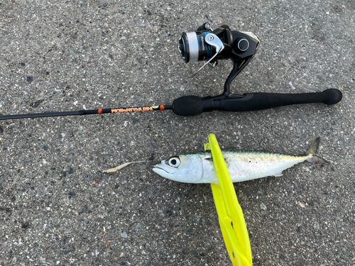 サバの釣果