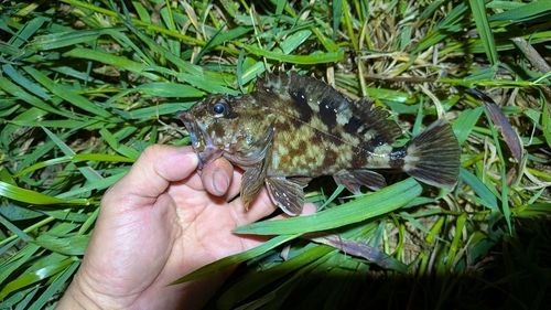 カサゴの釣果